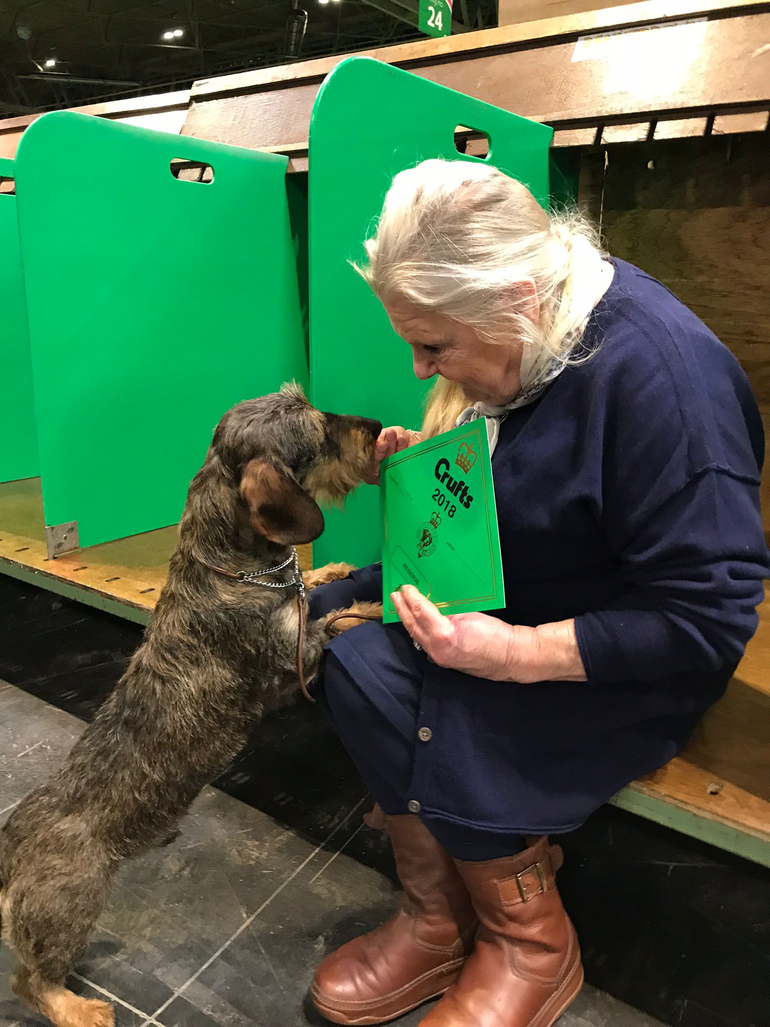 Wire haired dachsund breeders in Chesterfield and Derbyshire. Wire haired dachsund breeders in Chesterfield and Derbyshire.