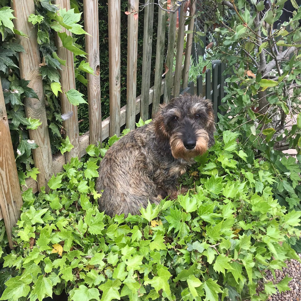 Wire haired dachsund breeders in Chesterfield and Derbyshire. Wire haired dachsund breeders in Chesterfield and Derbyshire.