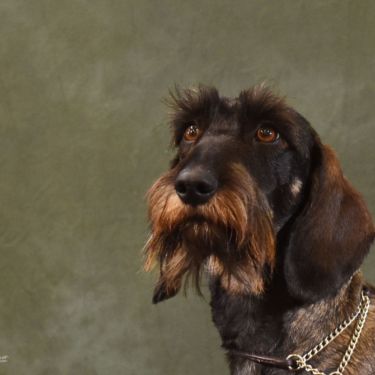 Wire haired dachsund breeders in Chesterfield and Derbyshire. Wire haired dachsund breeders in Chesterfield and Derbyshire.