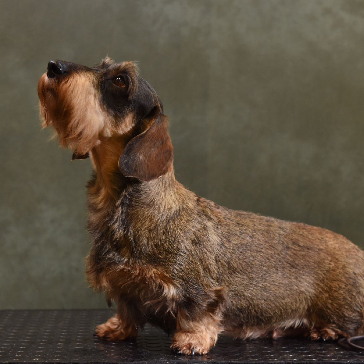 Wire haired dachsund breeders in Chesterfield and Derbyshire.