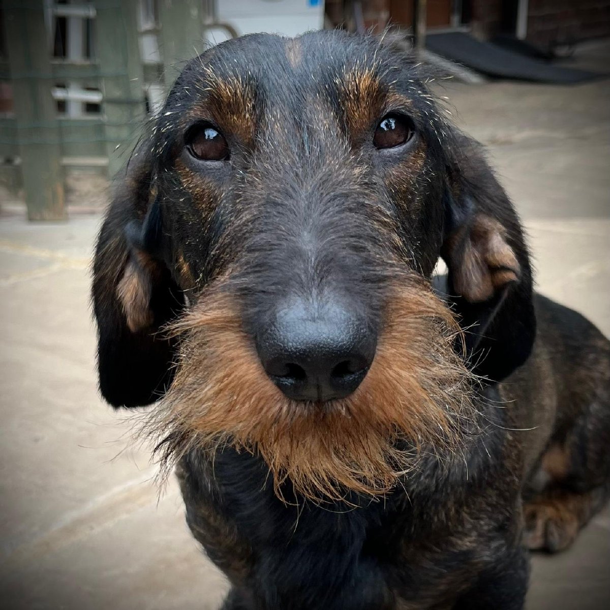 Wire haired dachsund breeders in Chesterfield and Derbyshire. Wire haired dachsund breeders in Chesterfield and Derbyshire.