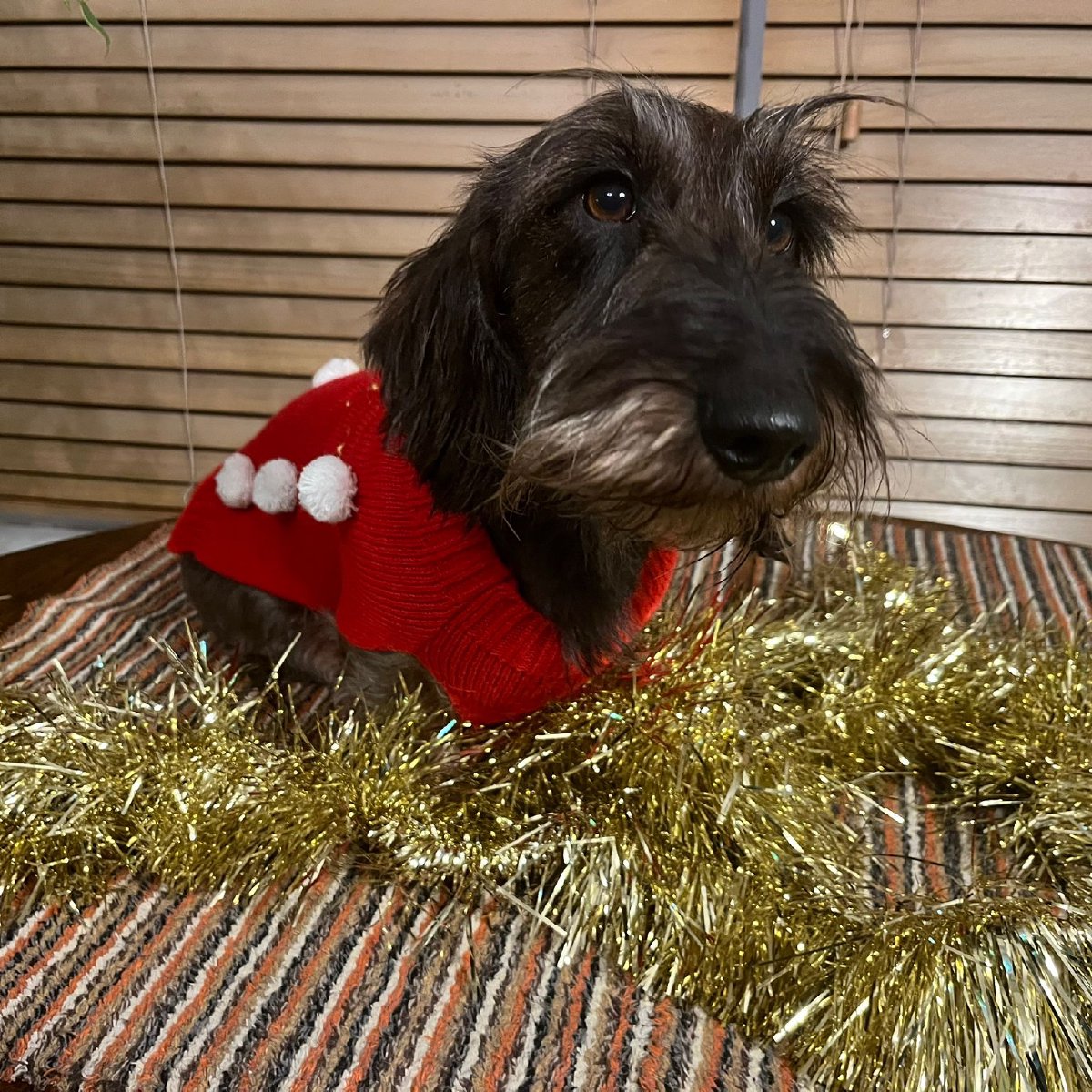Wire haired dachsund breeders in Chesterfield and Derbyshire. Wire haired dachsund breeders in Chesterfield and Derbyshire.