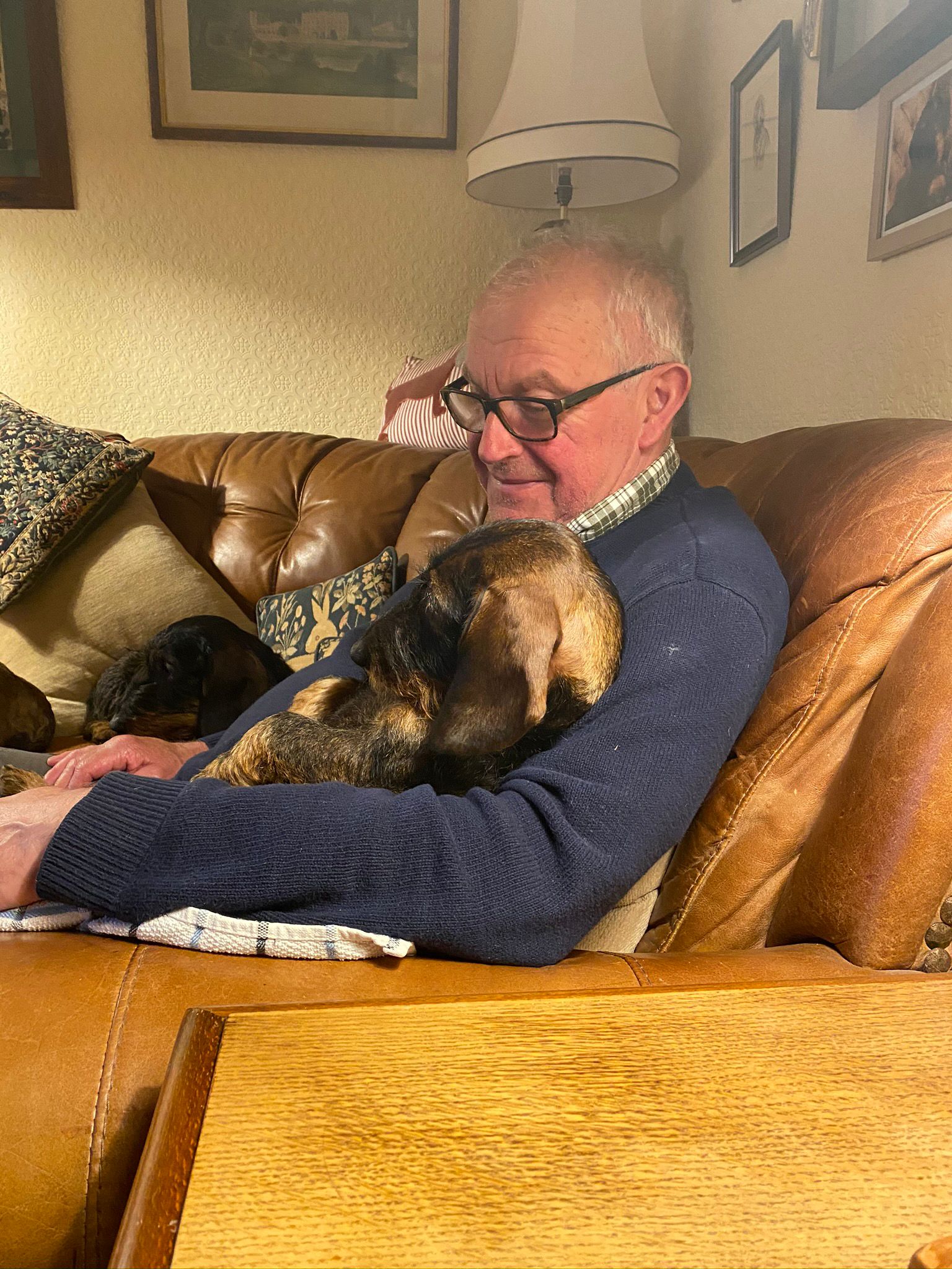 Wire haired dachsund breeders in Chesterfield and Derbyshire. Wire haired dachsund breeders in Chesterfield and Derbyshire.