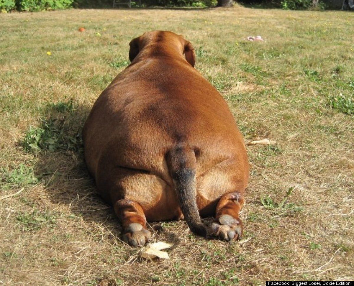 fat dach pic