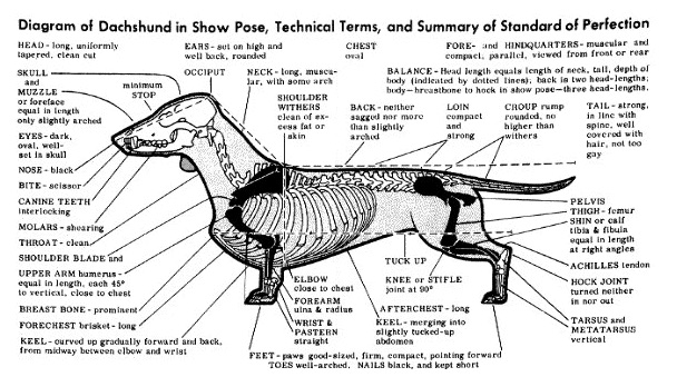 dachshund spine