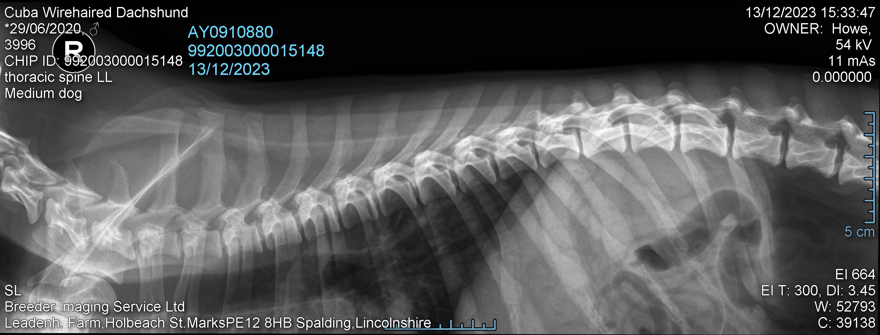 dachshund spine