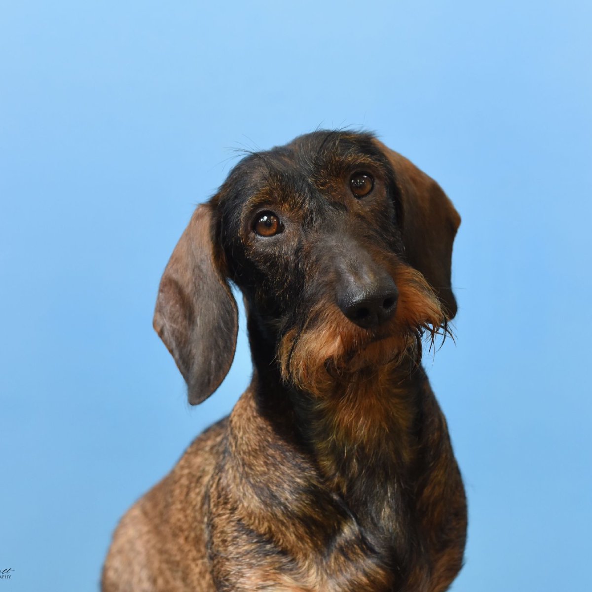 Wire haired dachsund breeders in Chesterfield and Derbyshire.