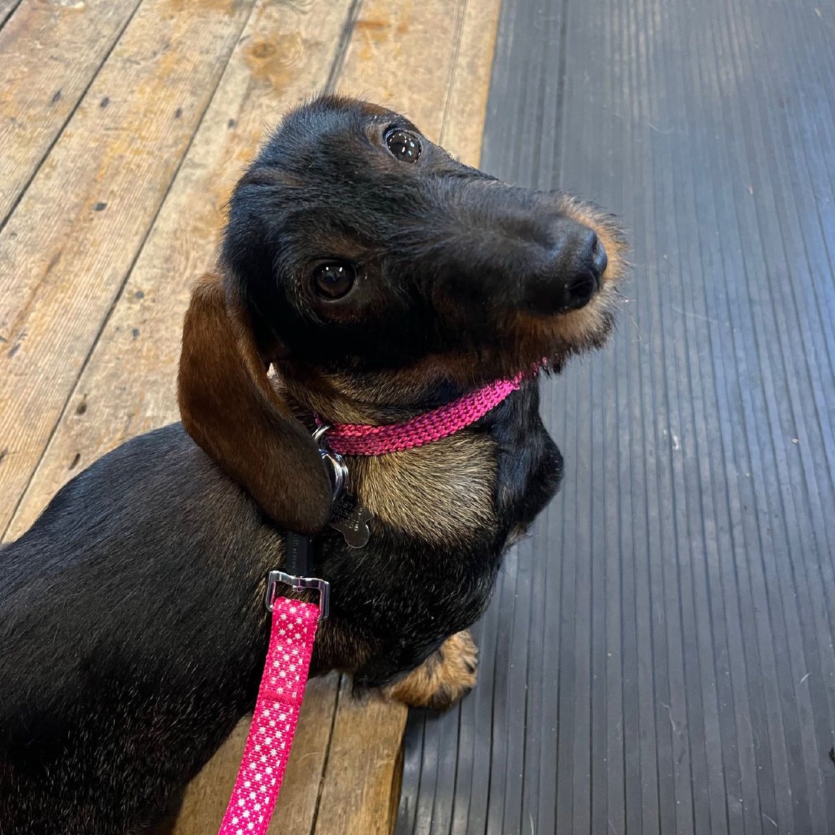 Wire haired dachsund breeders in Chesterfield and Derbyshire.