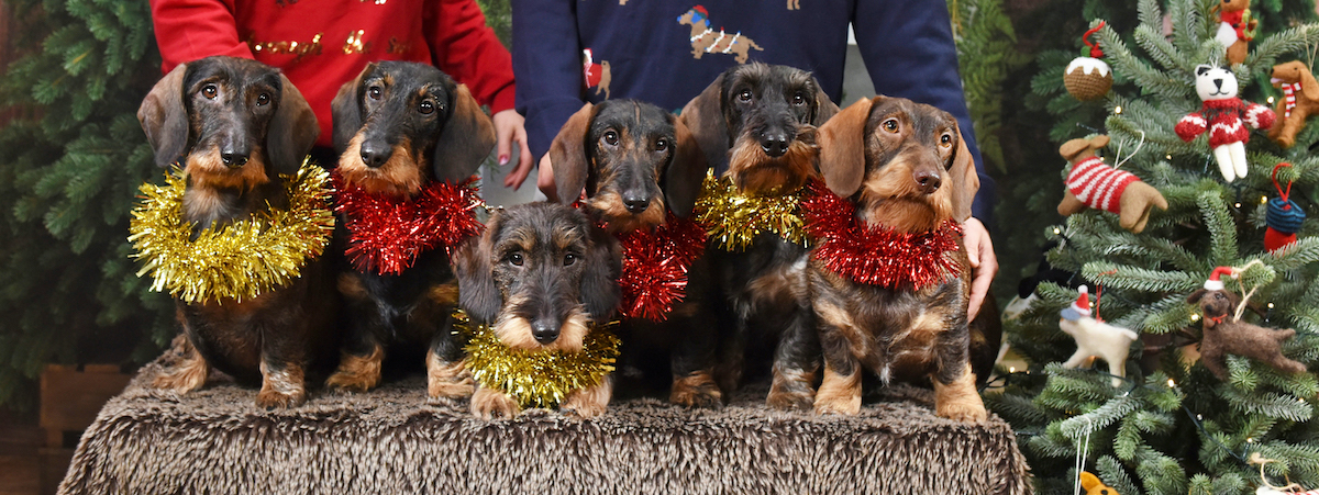 dachsund christmas photo