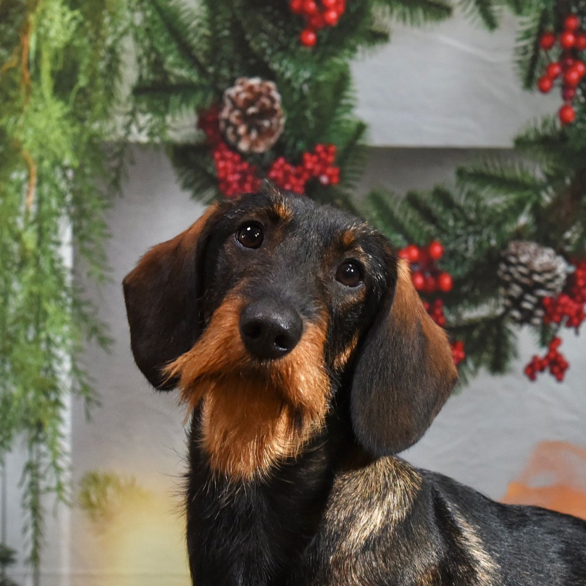 Wire haired dachsund breeders in Chesterfield and Derbyshire.