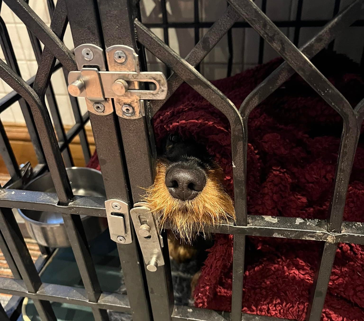 happy dachsund in a dog crate