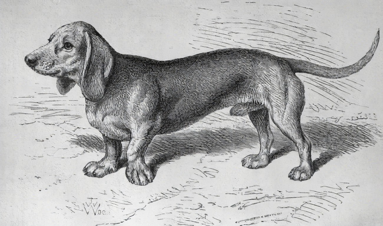 sketch of a smooth haired Dachshund