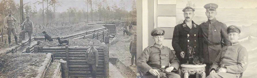 Dachsunds in wartime trenches