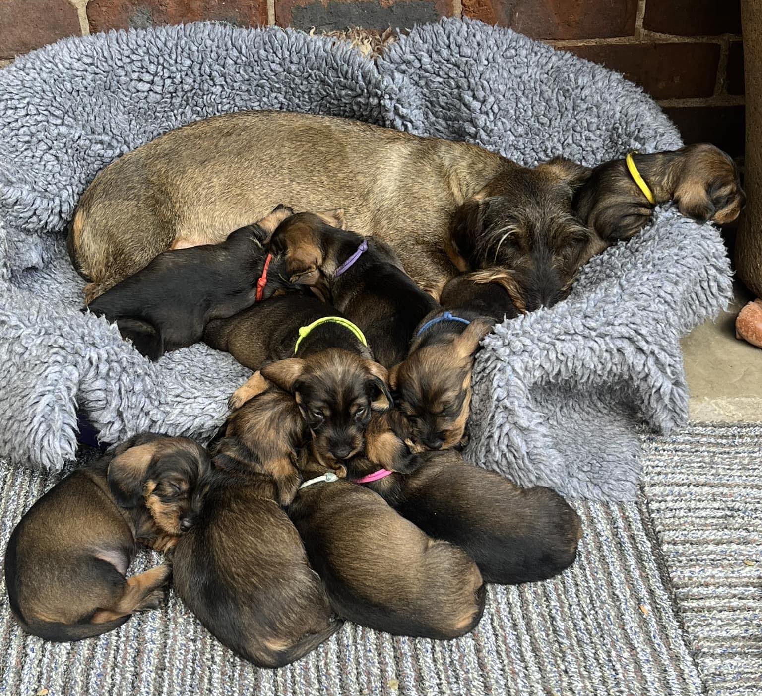 Tuna and her puppies