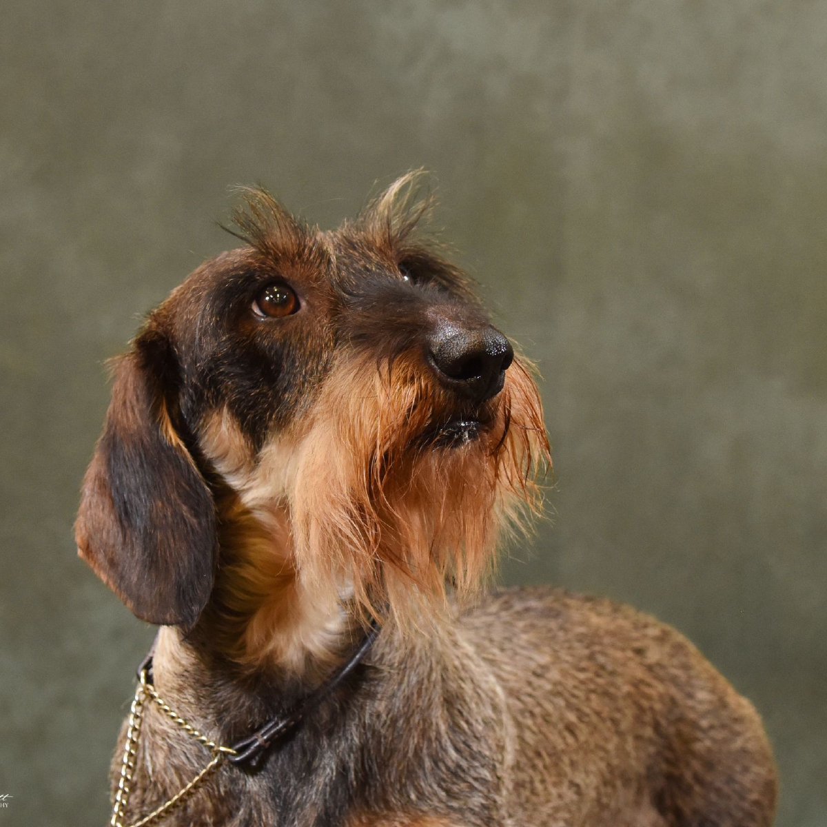 Wire haired dachsund breeders in Chesterfield and Derbyshire. Wire haired dachsund breeders in Chesterfield and Derbyshire.