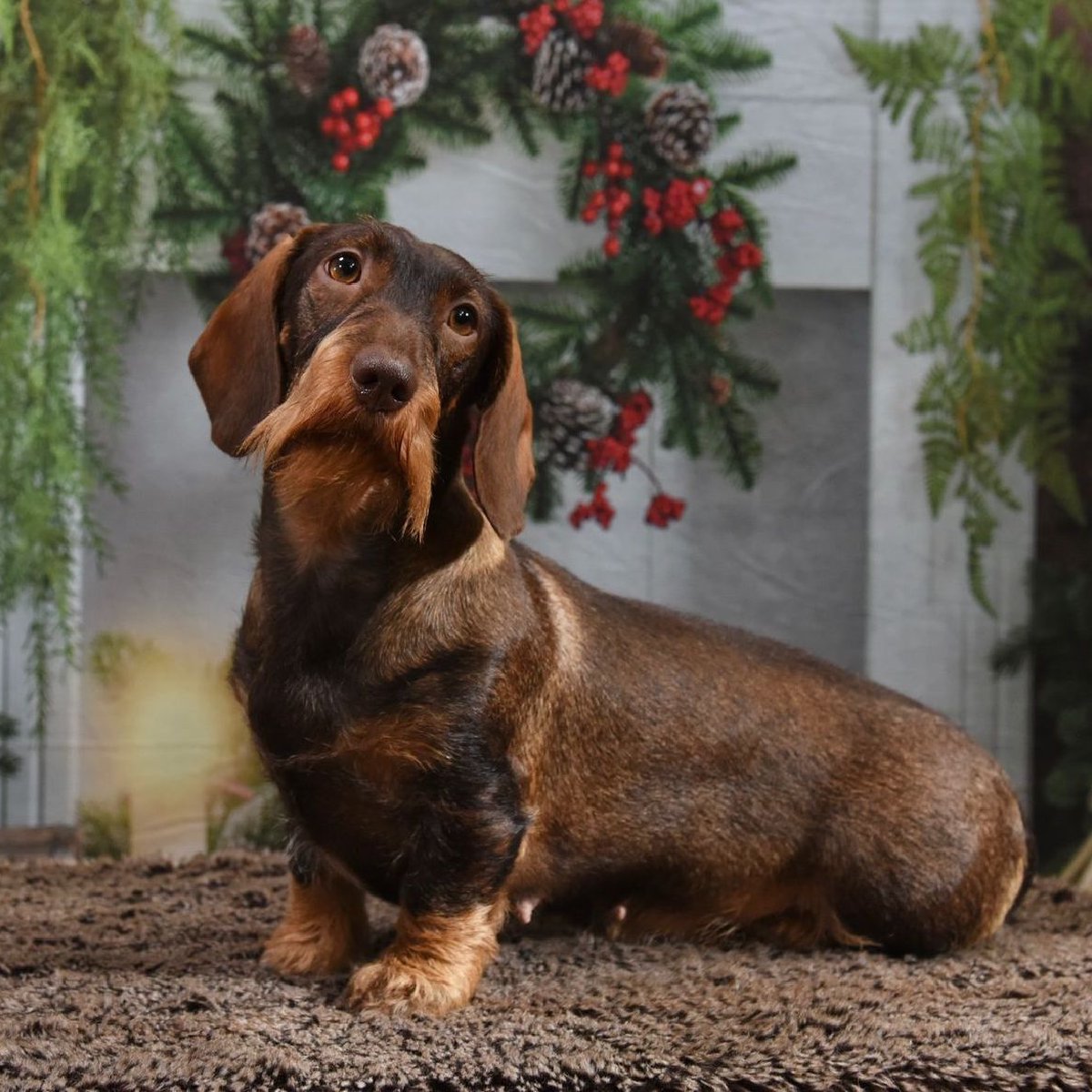 Wire haired dachsund breeders in Chesterfield and Derbyshire. Wire haired dachsund breeders in Chesterfield and Derbyshire.