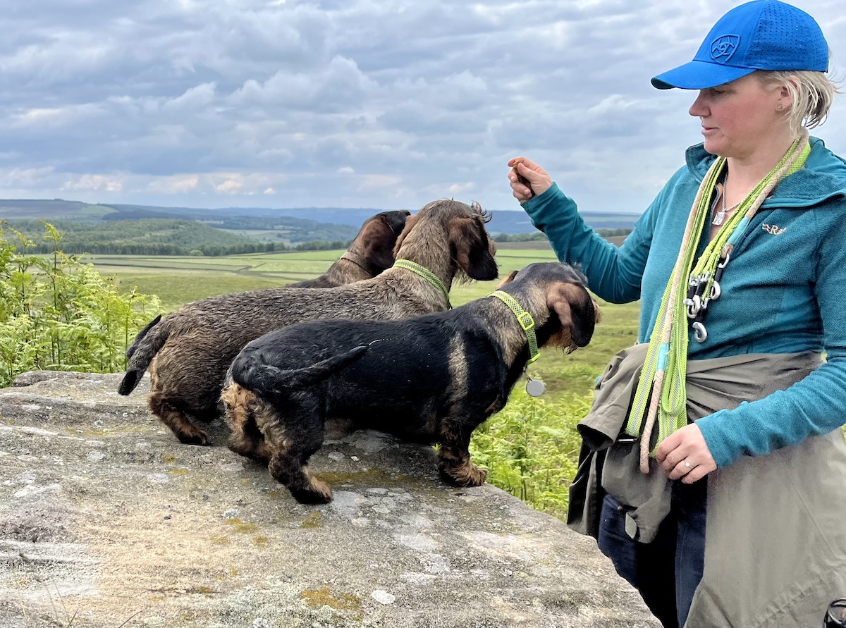 dachsund surrounded by nature