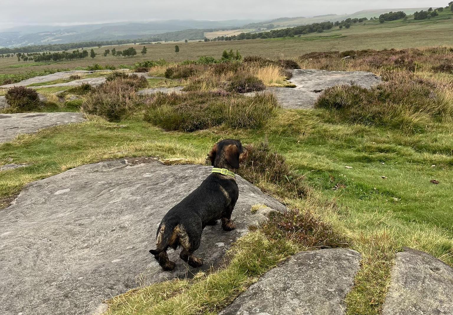dachsund surrounded by nature
