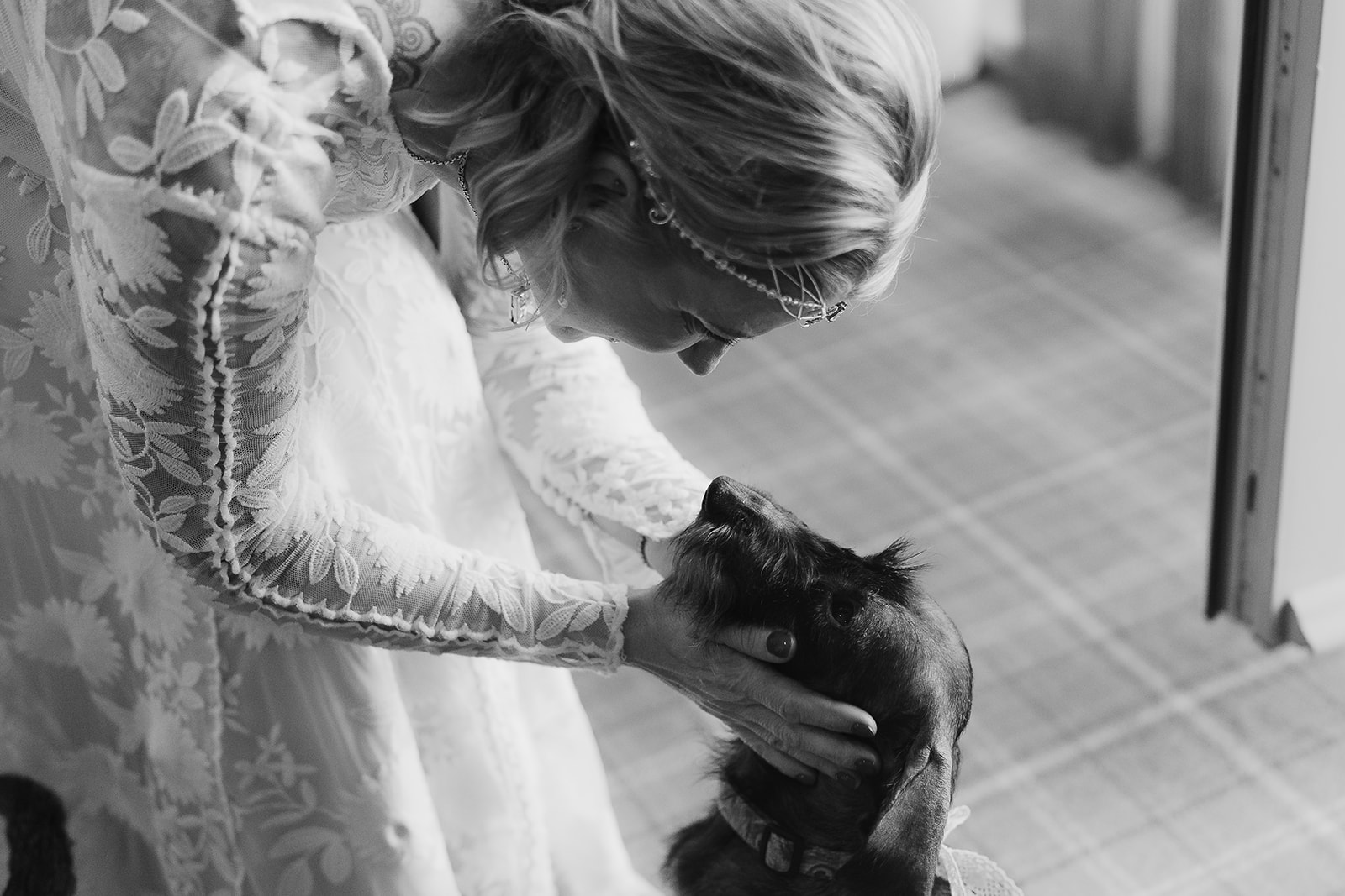 Wire haired dachsund breeders in Chesterfield and Derbyshire. Wire haired dachsund breeders in Chesterfield and Derbyshire.