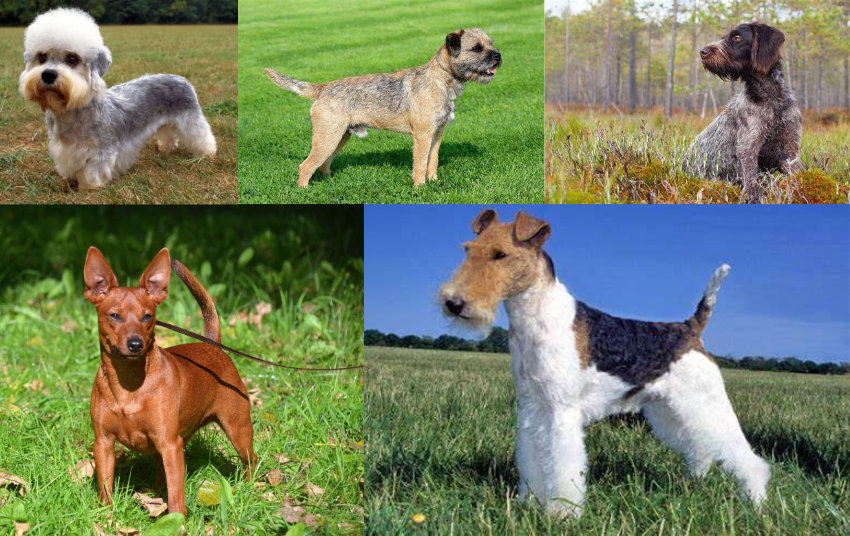 dog breeds contributing to WHD development